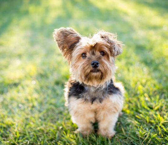 Bark Collar Yorkie 1
