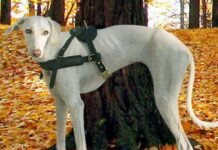 Best Harness for Saluki