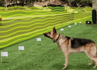 Best Wireless Dog Fence in 2021