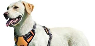 Eagloo Dog Harness