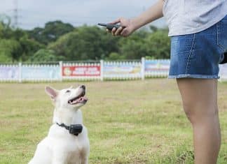 Pet Union Premium Dog Training Collar