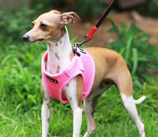 Puppia Vest Harnesses