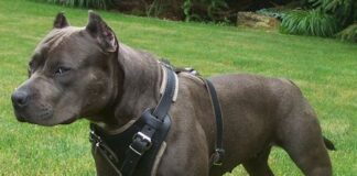 Best Harness for Pit Bull Dogs