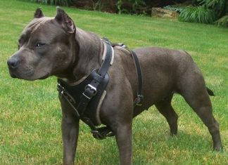 Best Harness for Pit Bull Dogs