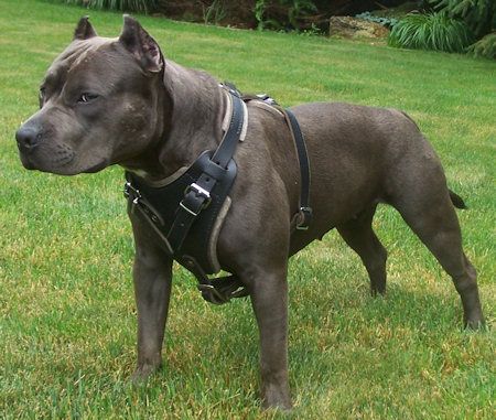 Best Harness for Pit Bull Dogs