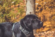 Best harnesses for Labrador