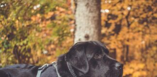 Best harnesses for Labrador