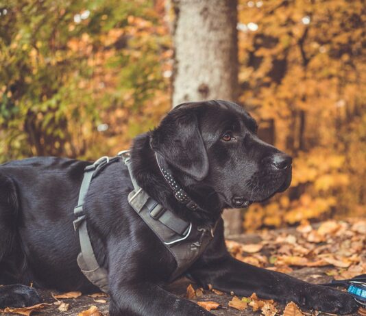 Best harnesses for Labrador