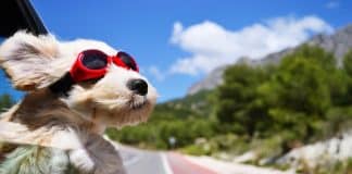 Tips for road trips with dogs