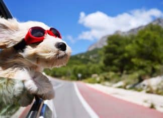 Tips for road trips with dogs