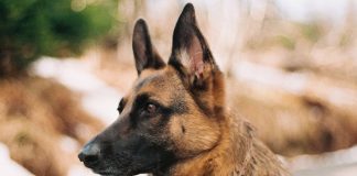 Bark Collar For German Shepherd