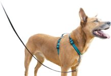 Dog Harness