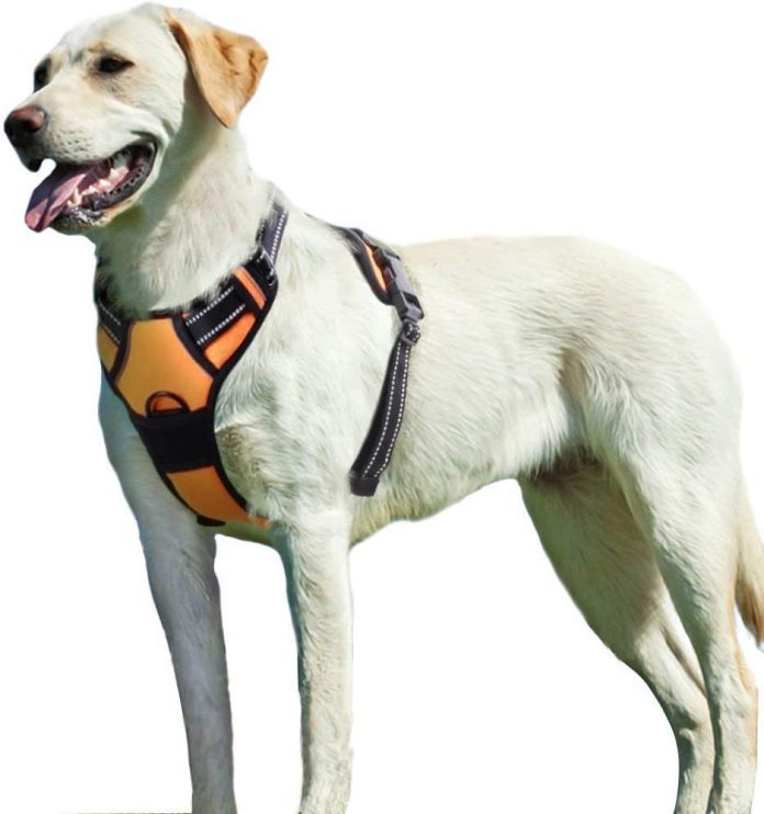 Dog Harness For Large Dogs
