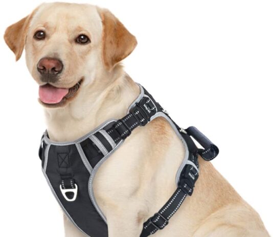 Dog Harness For Small Dogs No Pull