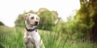 Vibrating Dog Collar For Deaf Dogs