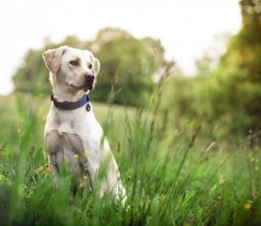 Vibrating Dog Collar For Deaf Dogs