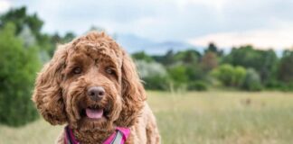 Which is best harness for Cockapoo