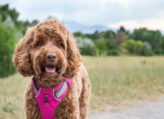 Which is best harness for Cockapoo