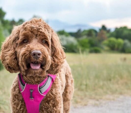 Which is best harness for Cockapoo