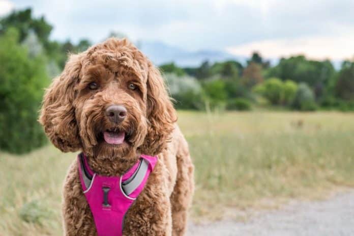 Which is best harness for Cockapoo