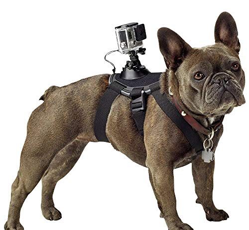 gopro fetch dog harness official gopro mount