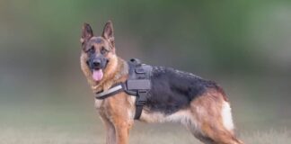 Best Dog Harness For German Shepherd Our Top Picks