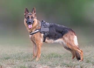 Best Dog Harness For German Shepherd Our Top Picks