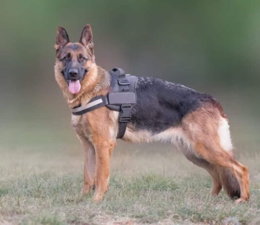 Best Dog Harness For German Shepherd Our Top Picks