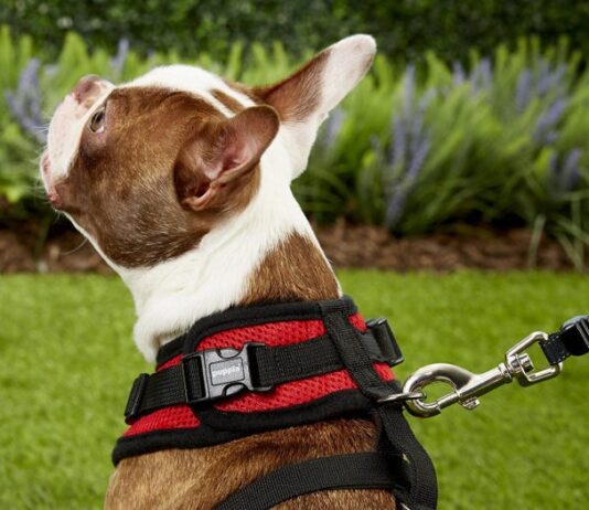 Best Reddy Dog Harness