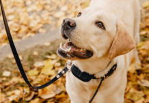 Best Training Collars For Stubborn Dogs 