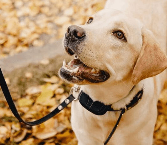 Best Training Collars For Stubborn Dogs