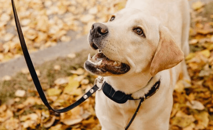 Best Training Collars For Stubborn Dogs
