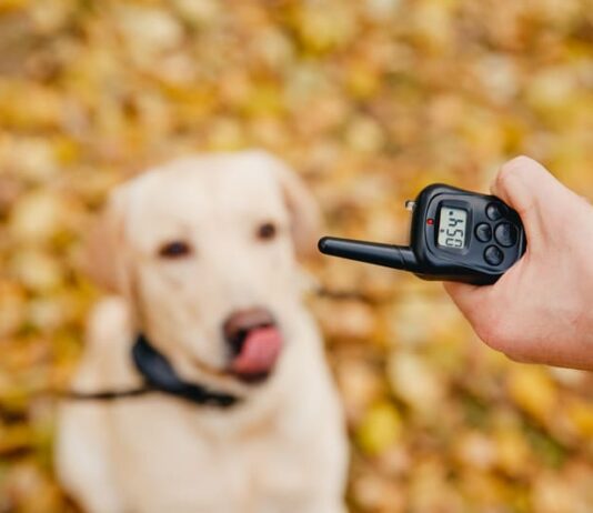 Best Vibrating Dog Collar