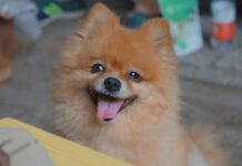 Best Anti Bark Collar For Pomeranian