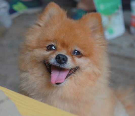 Best Anti Bark Collar For Pomeranian