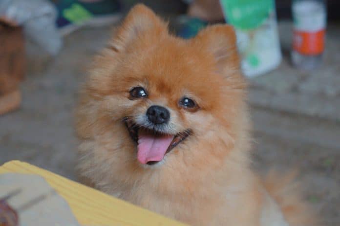 Best Anti Bark Collar For Pomeranian