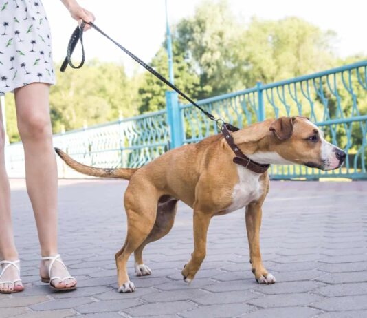Best Dog Harness Medium