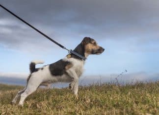 Best Leash For Dog That Pulls