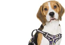 Bolux Dog Harness No Pull Reflective