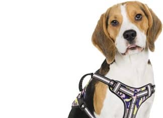 Bolux Dog Harness No Pull Reflective