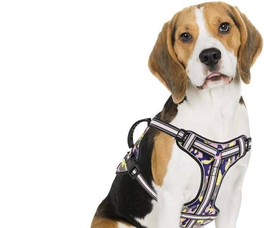 Bolux Dog Harness No Pull Reflective