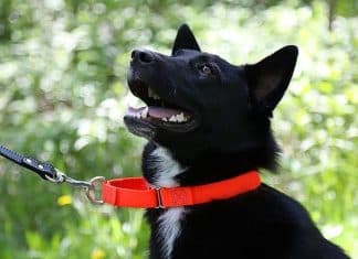 What Is A Martingale Collar