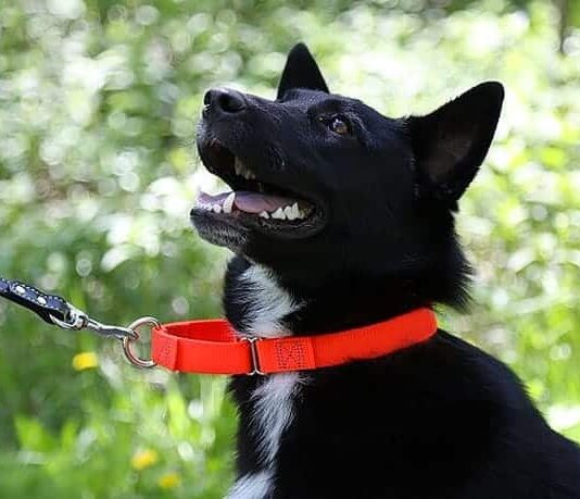 What Is A Martingale Collar