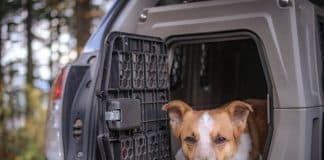 Dog Crates Cages Kennels Travel