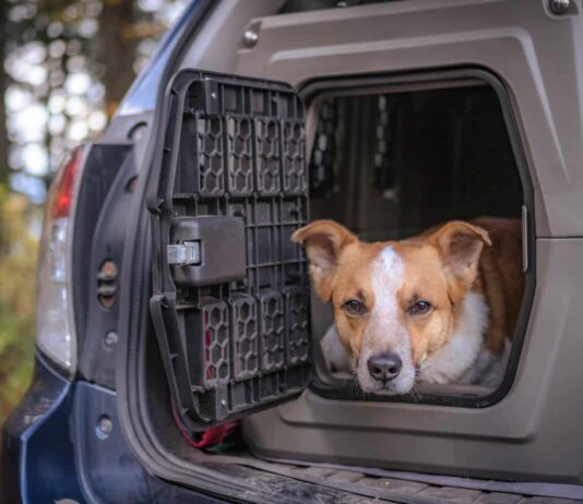 Dog Crates Cages Kennels Travel