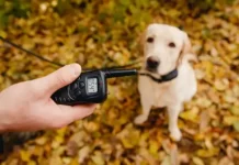 The Best Electronic Collar for Dogs Reviews and Buying Guide