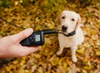 The Best Electronic Collar for Dogs Reviews and Buying Guide