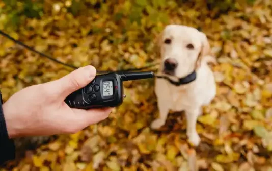 The Best Electronic Collar for Dogs Reviews and Buying Guide