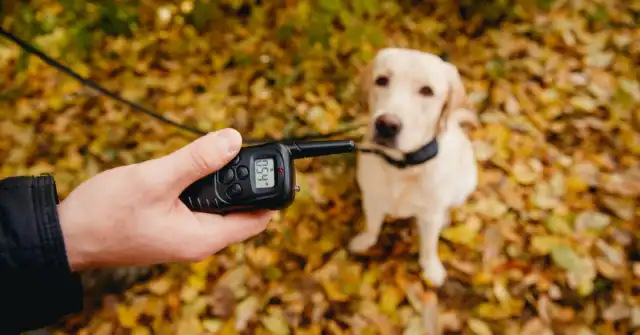The Best Electronic Collar for Dogs Reviews and Buying Guide