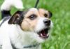 Barking Collars For Dogs What You Need To Know Before Buying